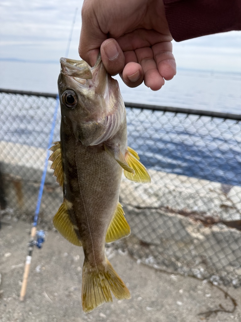 Olive rockfish (Sebastes serranoides) — Sebastidae