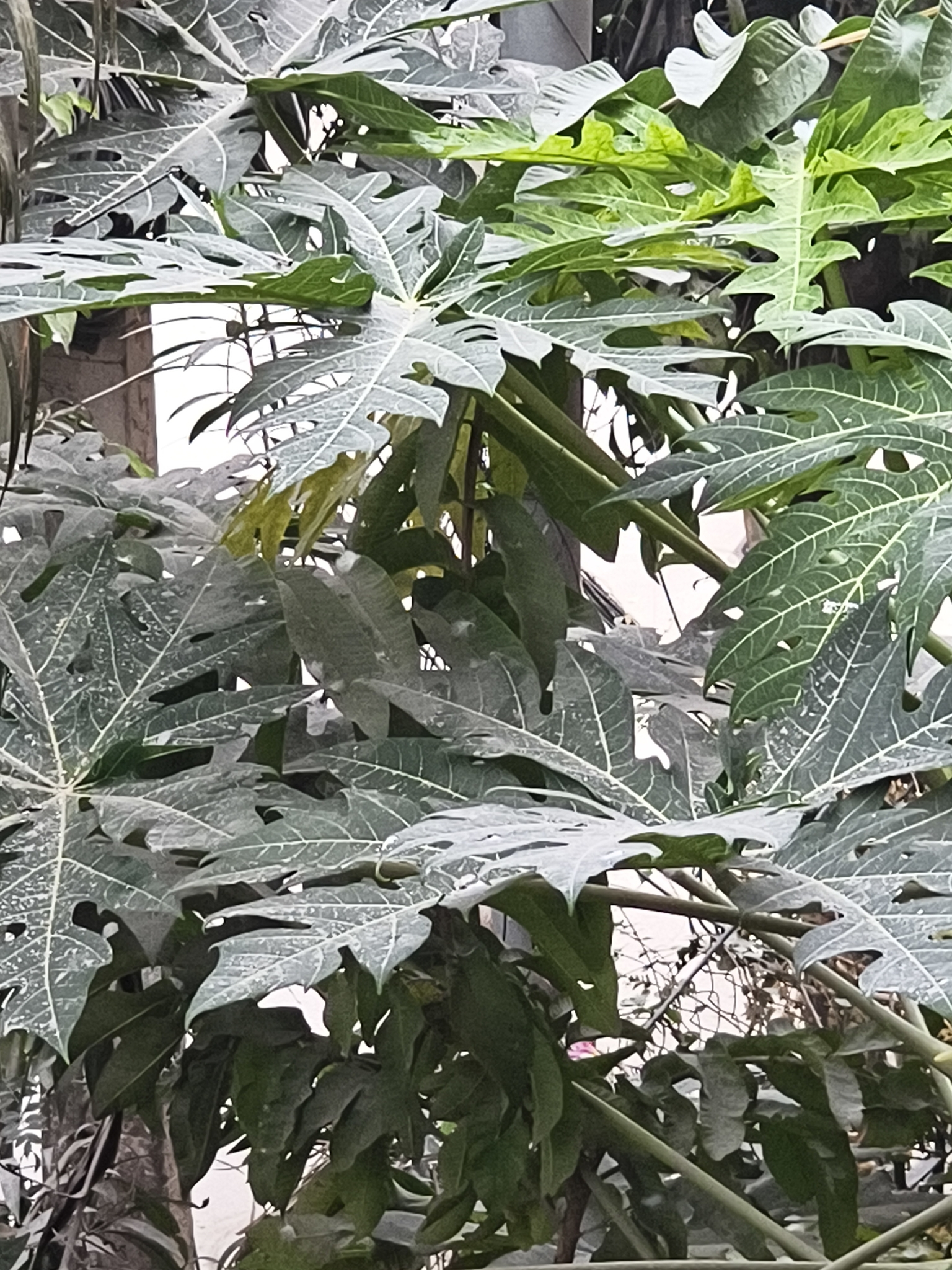 Foto de Carica papaya L.