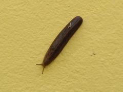 Leidyula portoricensis