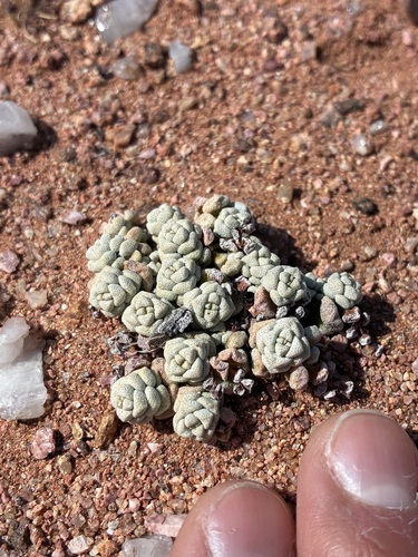 Crassula corallina