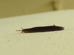 Leidyula portoricensis