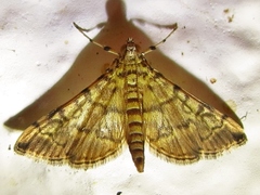 Apogeshna stenialis