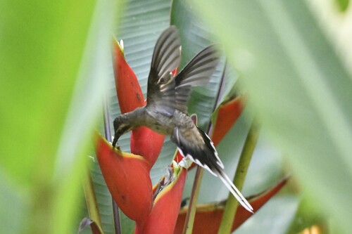 Mexican Hermit (Phaethornis mexicanus)