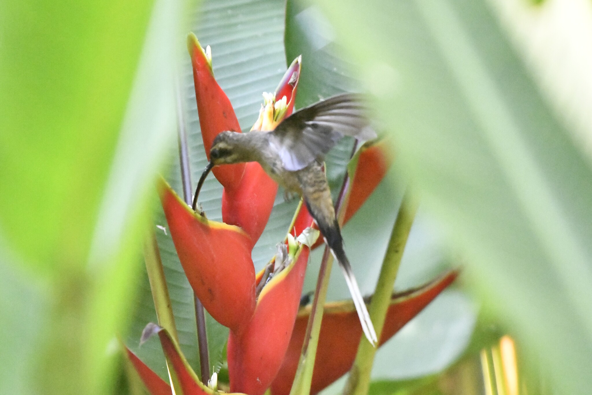 Mexican Hermit (Phaethornis mexicanus), photo 6