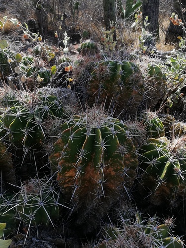 Parrycactus flavovirens