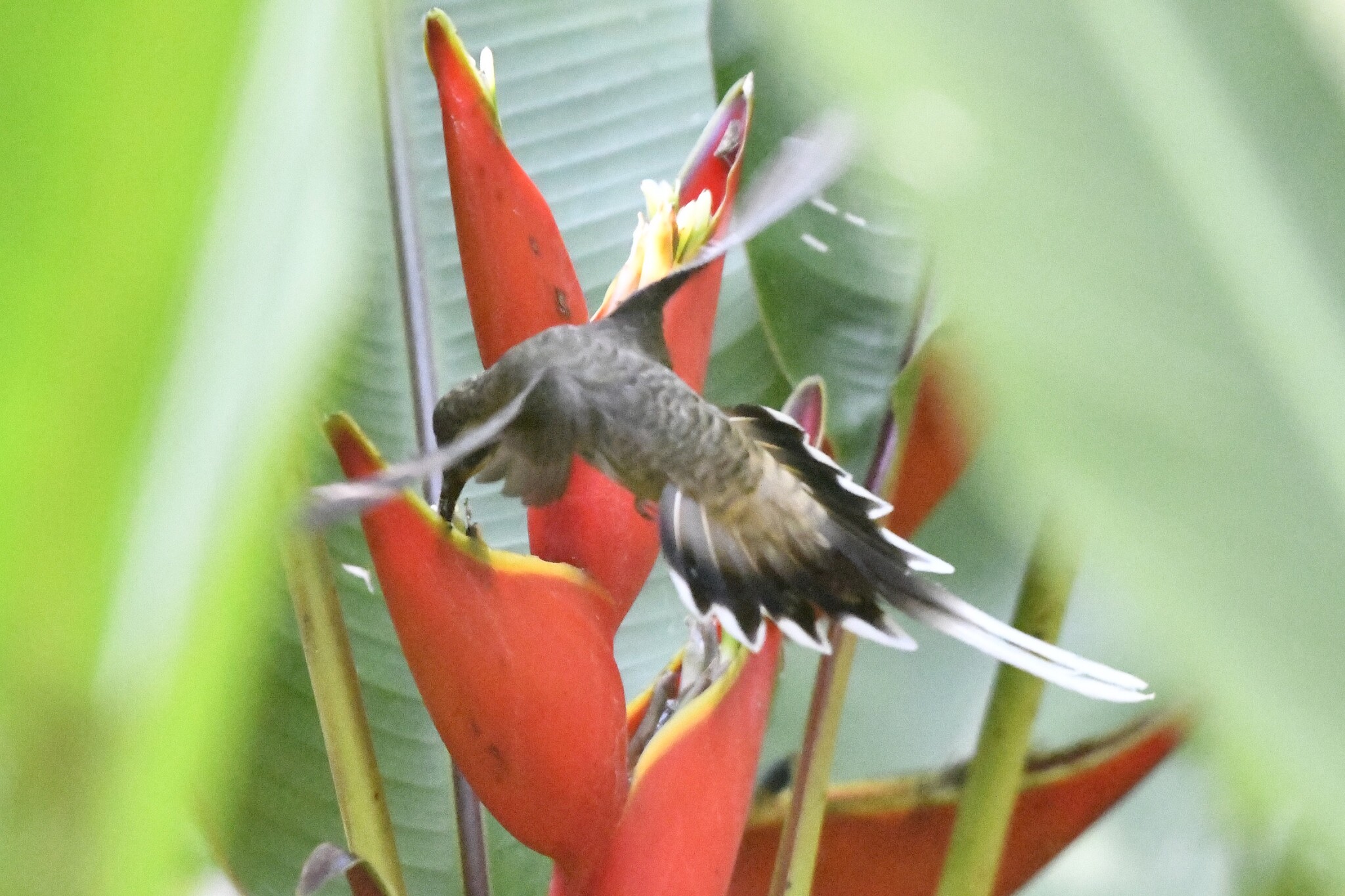 Mexican Hermit (Phaethornis mexicanus), photo 2