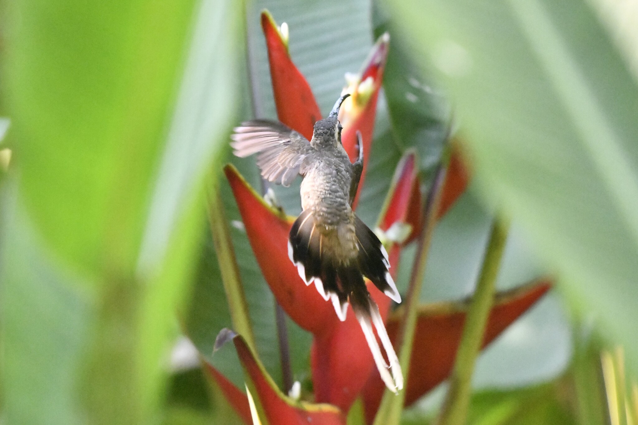 Mexican Hermit (Phaethornis mexicanus), photo 4