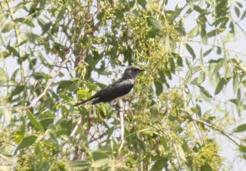 Magpie Starling (Speculipastor bicolor), photo 6