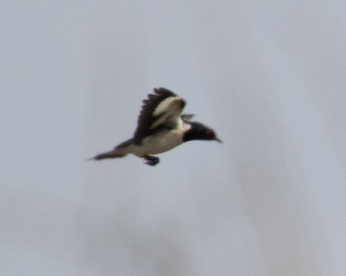 Magpie Starling (Speculipastor bicolor), photo 8