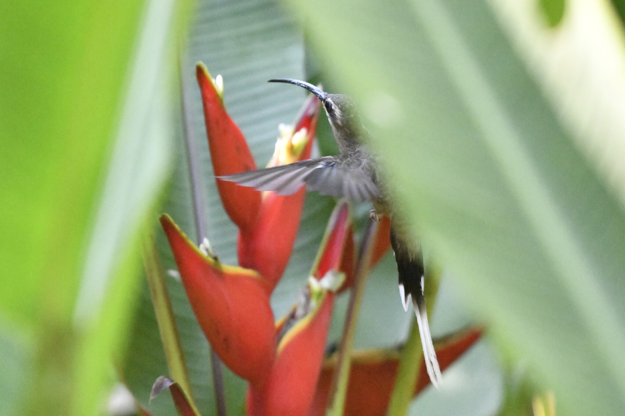 Mexican Hermit (Phaethornis mexicanus), photo 10