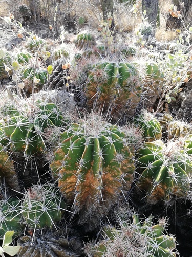 Parrycactus flavovirens