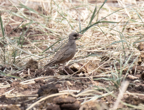 Masked Lark (Spizocorys personata), photo 2