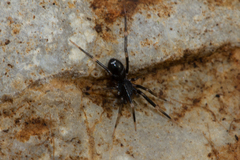 Liophrurillus flavitarsis