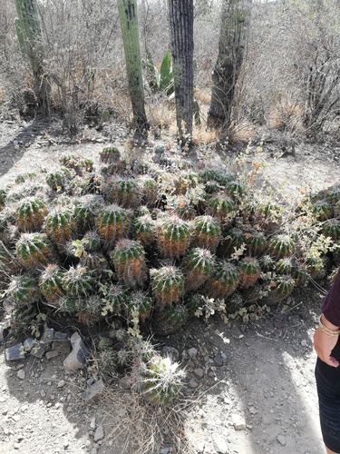 Parrycactus flavovirens