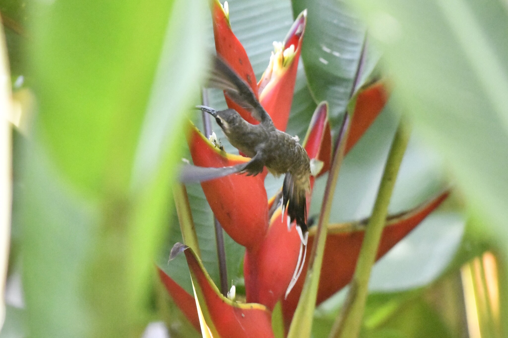 Mexican Hermit (Phaethornis mexicanus), photo 9