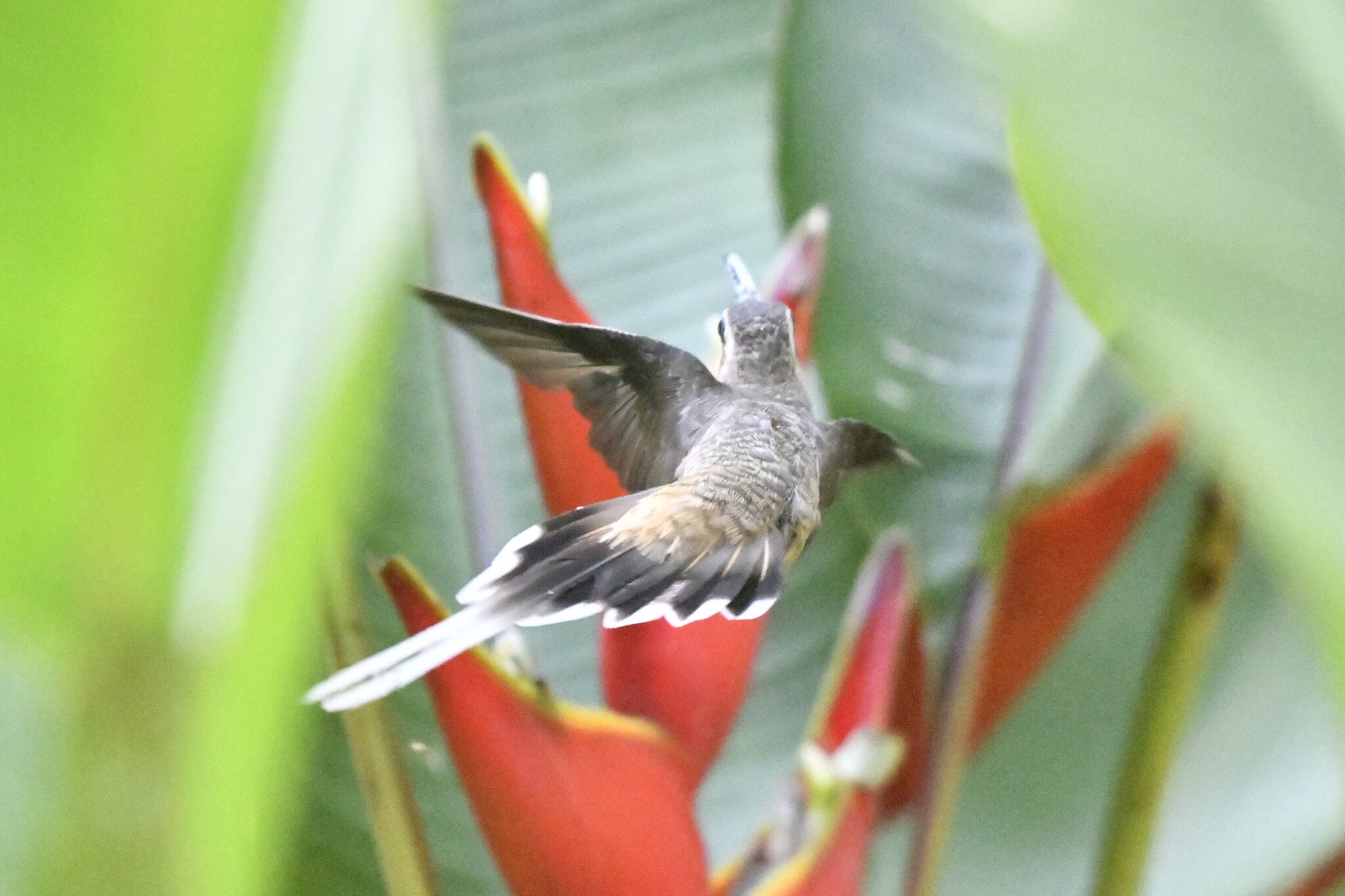 Mexican Hermit (Phaethornis mexicanus), photo 7