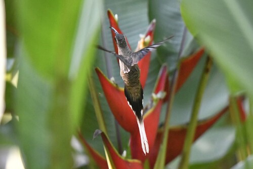 Mexican Hermit (Phaethornis mexicanus), photo 10