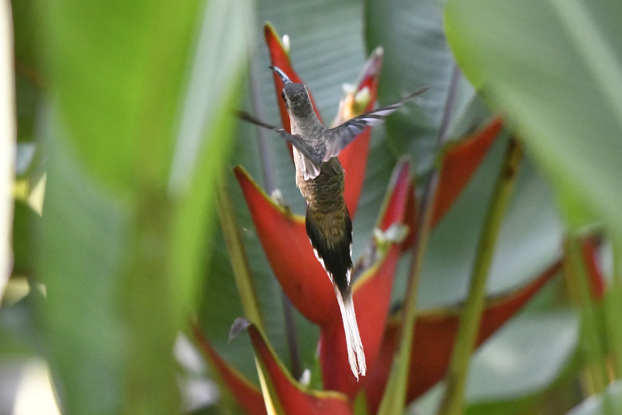 Mexican Hermit (Phaethornis mexicanus), photo 5