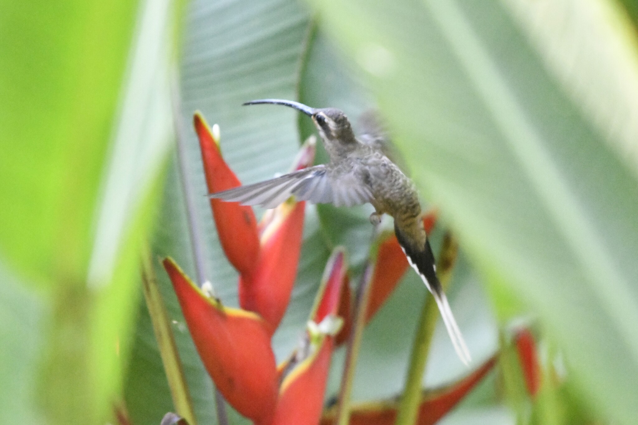 Mexican Hermit (Phaethornis mexicanus), photo 8