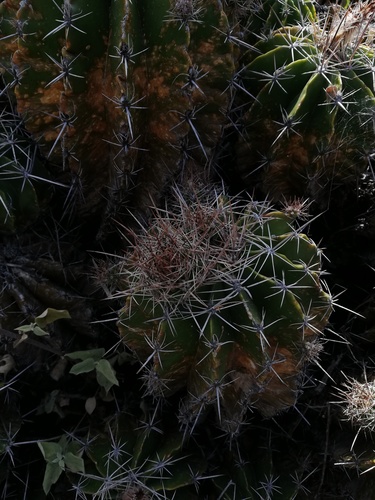 Parrycactus flavovirens