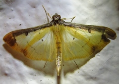 Eulepte anticostalis