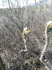 Cnidoscolus tehuacanensis