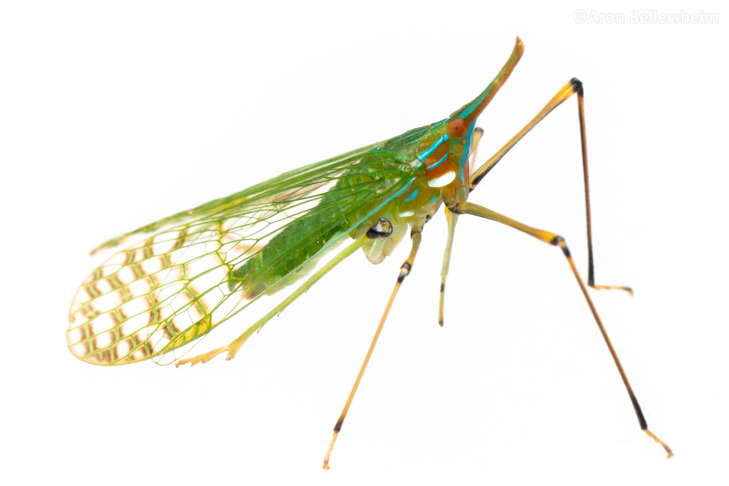 Neoterpe elegantissima