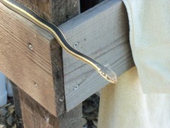 Masticophis lateralis euryxanthus