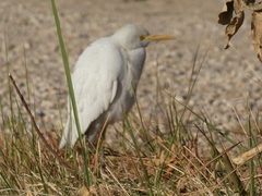 Bubulcus ibis