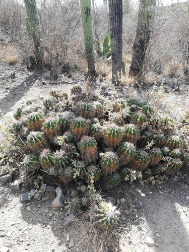 Parrycactus flavovirens