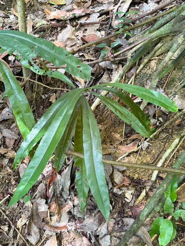Ixonanthes icosandra observed 2026-01-26