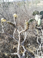 Cnidoscolus tehuacanensis