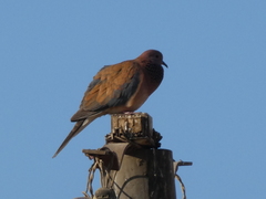 Streptopelia senegalensis