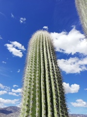 Cephalocereus macrocephalus
