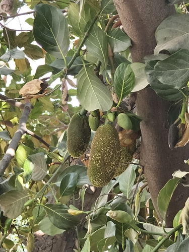 Ein weiteres Foto von Jackfrucht