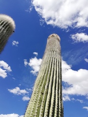 Cephalocereus macrocephalus