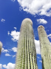 Cephalocereus macrocephalus