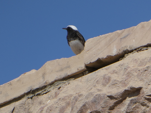 Pied Wheatear (Oenanthe pleschanka), photo 10