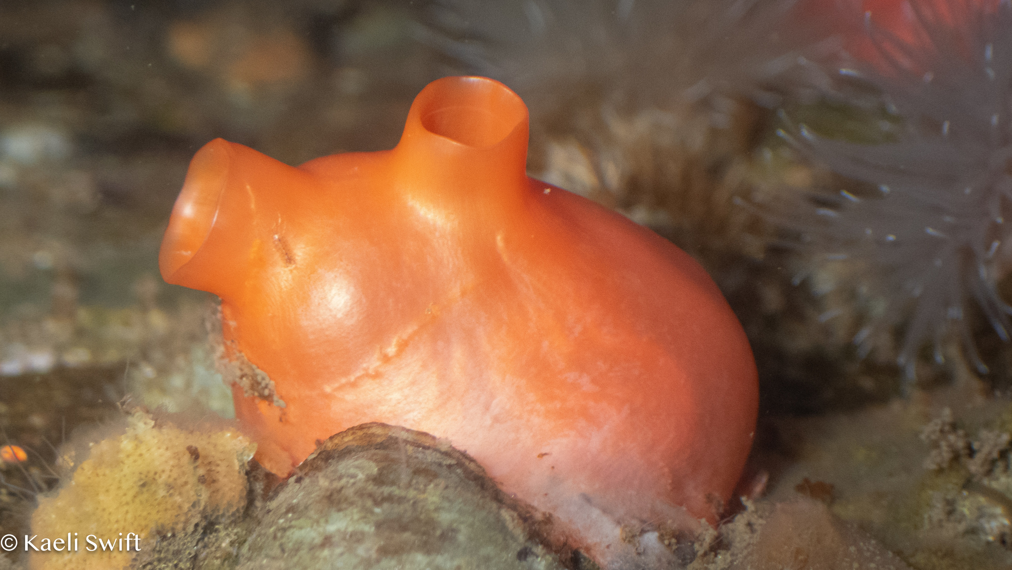 Cnemidocarpa finmarkiensis (Kiaer, 1893)