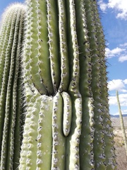 Cephalocereus macrocephalus