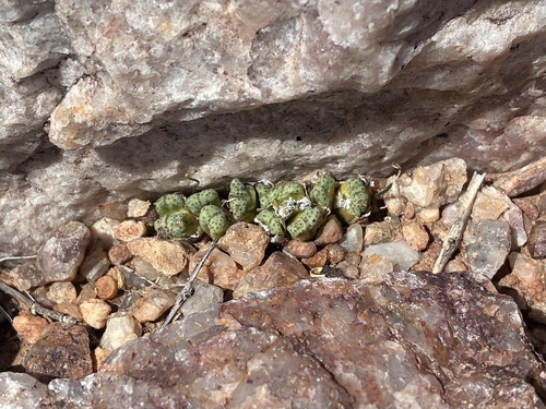 Conophytum marginatum