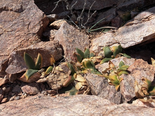 Mini Candelabra (Brunsvigia namaquana)