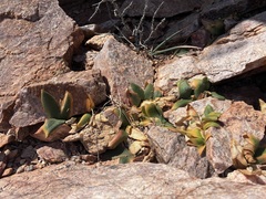 Brunsvigia namaquana