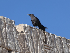 Corvus ruficollis