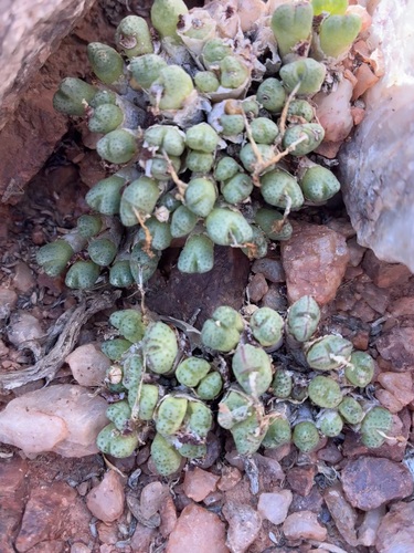 Conophytum marginatum