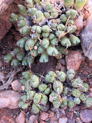 Conophytum marginatum