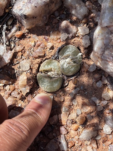 Lithops marmorata