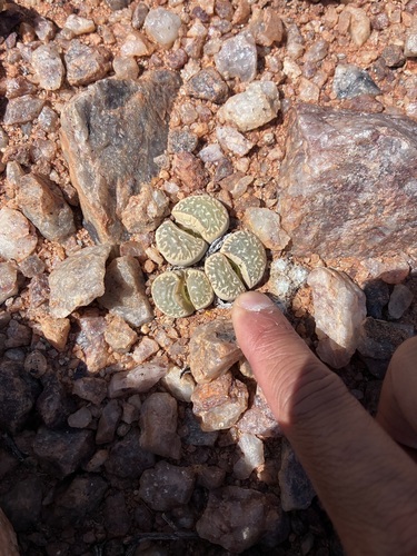 Lithops marmorata