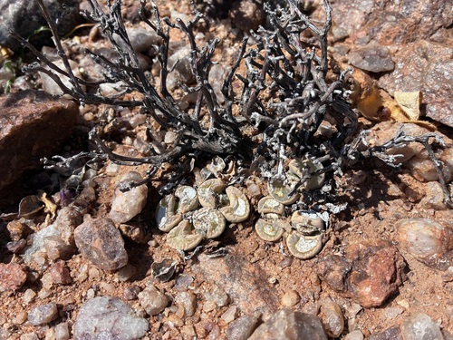 Lithops marmorata