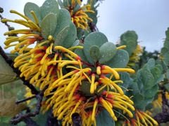 Psittacanthus biternatus